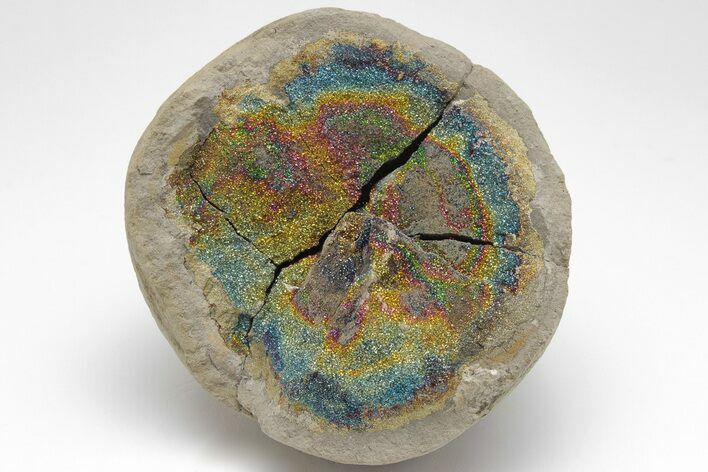 Iridescent, Rainbow-Pyrite Septarian Nodule - Russia #207237